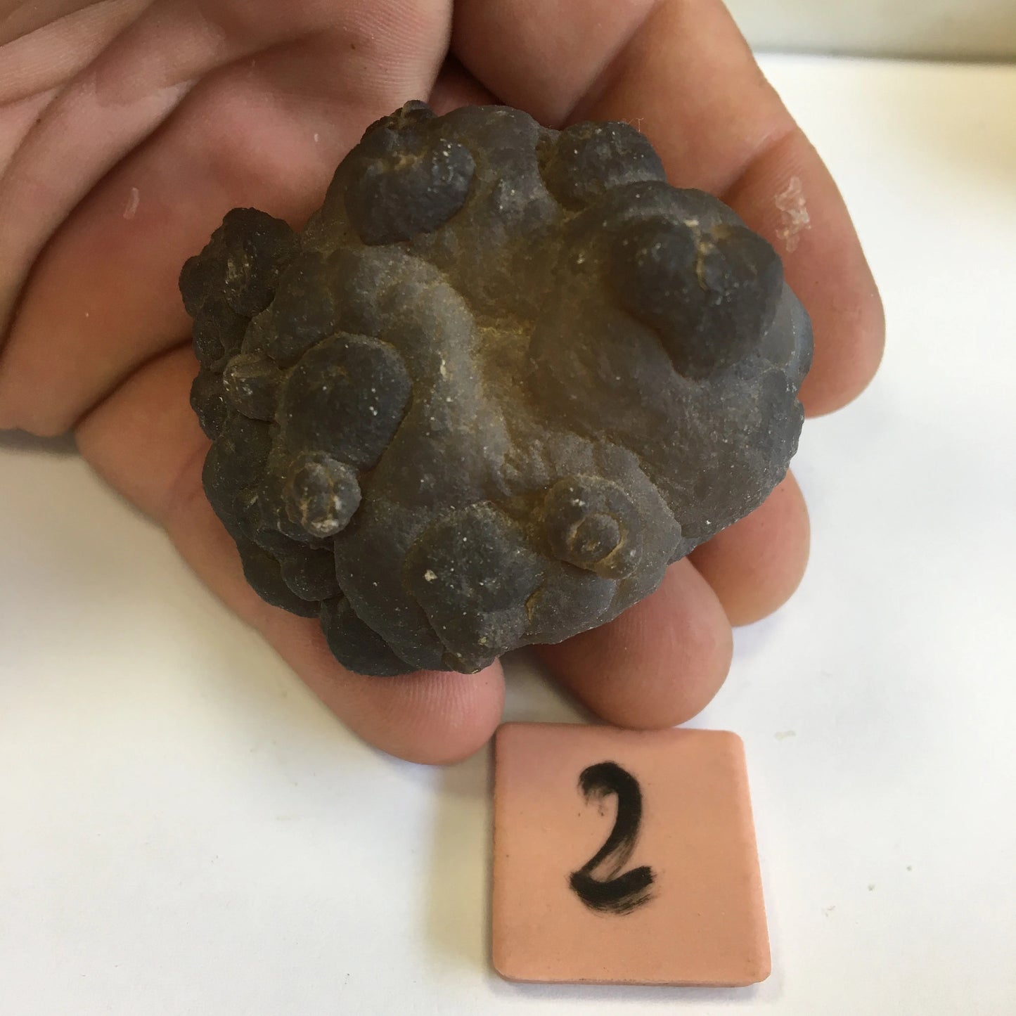 Agate Calcédoine 'Chihuahua', superbes pièces de 70 x 70 x 50 mm en moyenne - 50 grammes environ. Des formes uniques et rare !