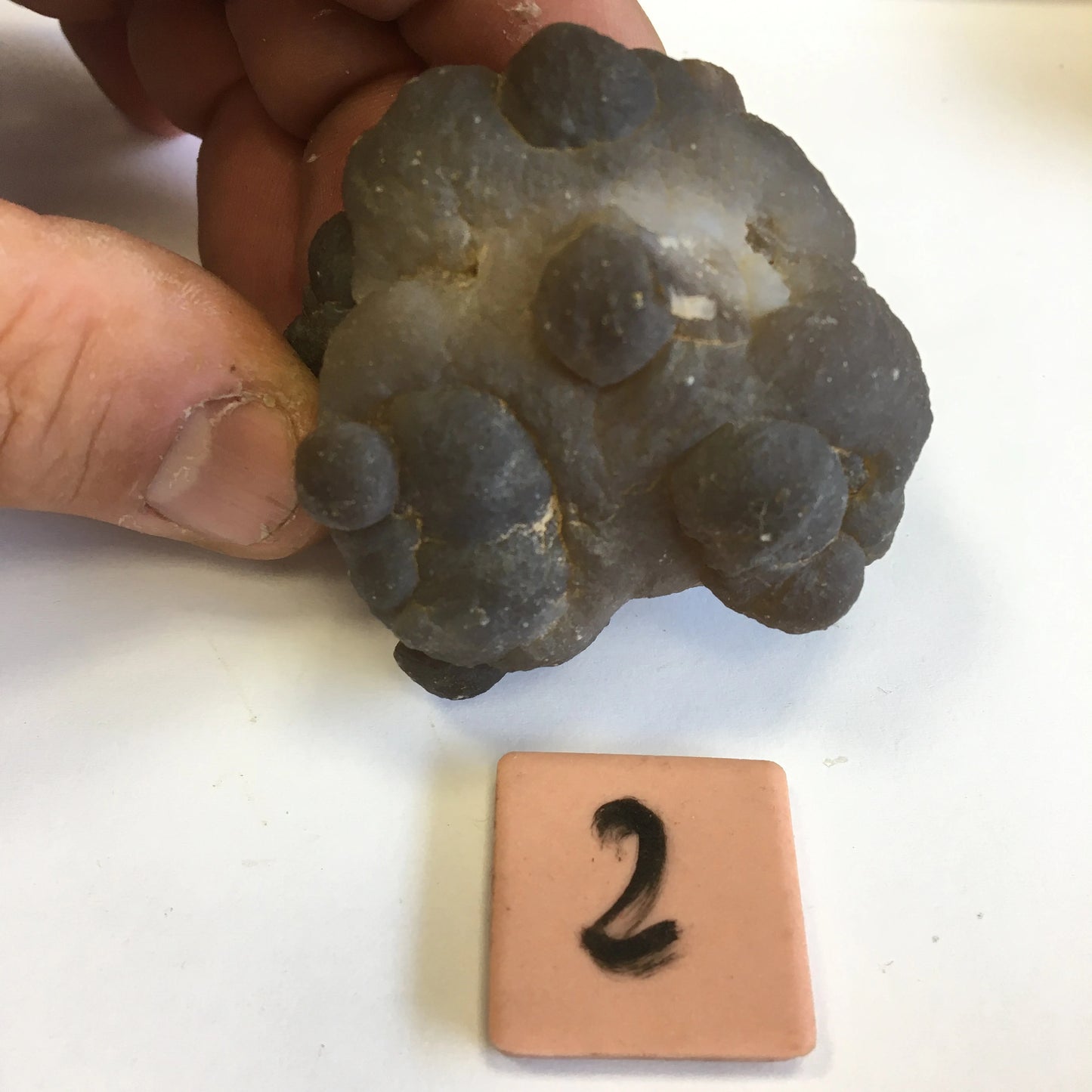 Agate Calcédoine 'Chihuahua', superbes pièces de 70 x 70 x 50 mm en moyenne - 50 grammes environ. Des formes uniques et rare !