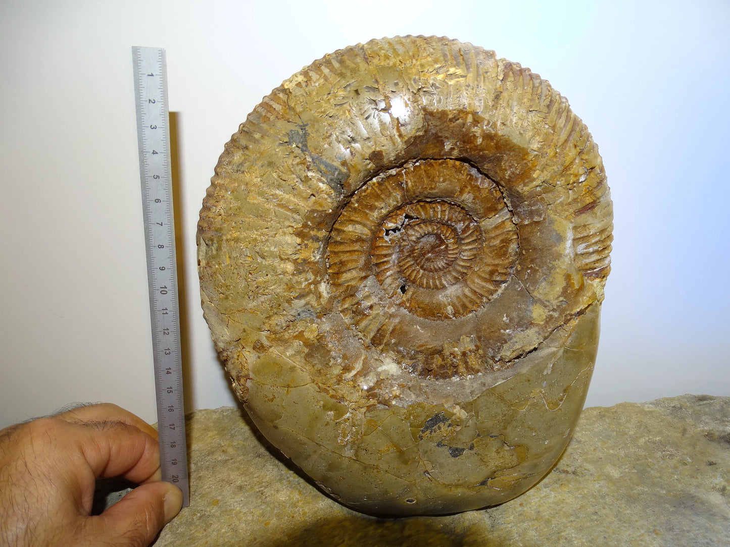 Fossile d'Ammonite dans de la Septaria, pièce unique de 20x20x10 centimètres, 7,7 kilogrammes. En provenance de Madagascar, très belle pièce de minéralogie ! Superbe !
