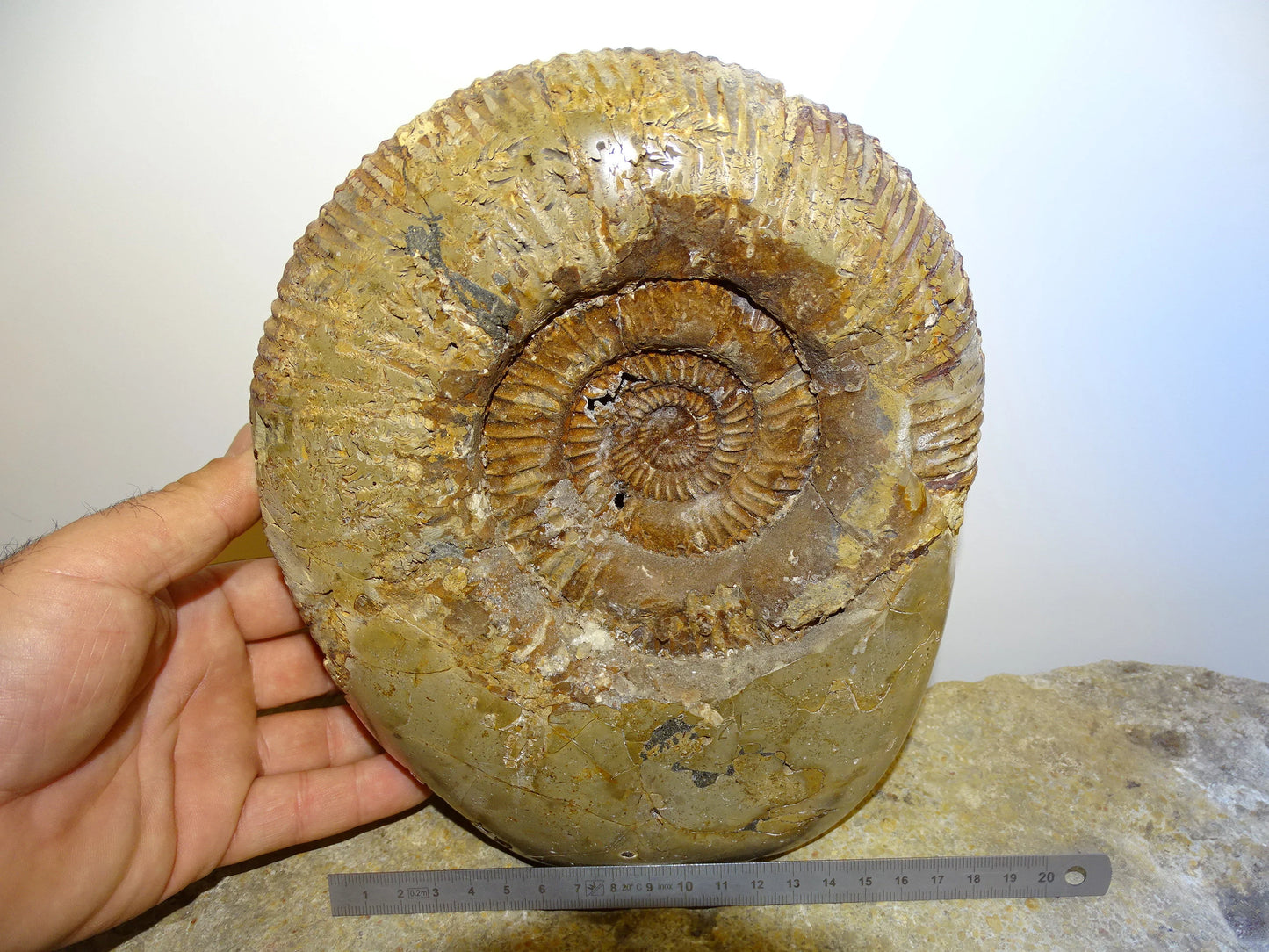 Fossile d'Ammonite dans de la Septaria, pièce unique de 20x20x10 centimètres, 7,7 kilogrammes. En provenance de Madagascar, très belle pièce de minéralogie ! Superbe !