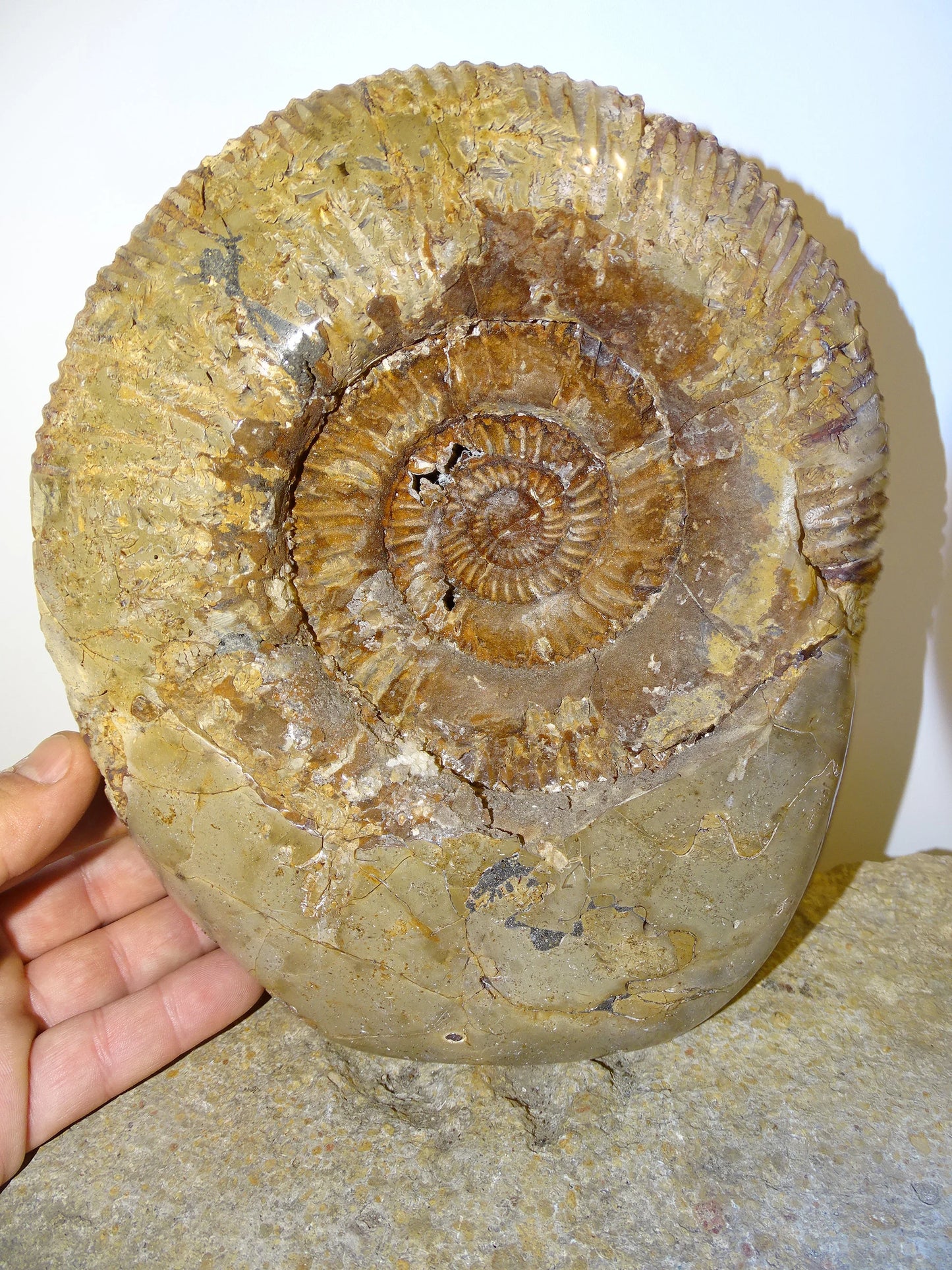 Fossile d'Ammonite dans de la Septaria, pièce unique de 20x20x10 centimètres, 7,7 kilogrammes. En provenance de Madagascar, très belle pièce de minéralogie ! Superbe !