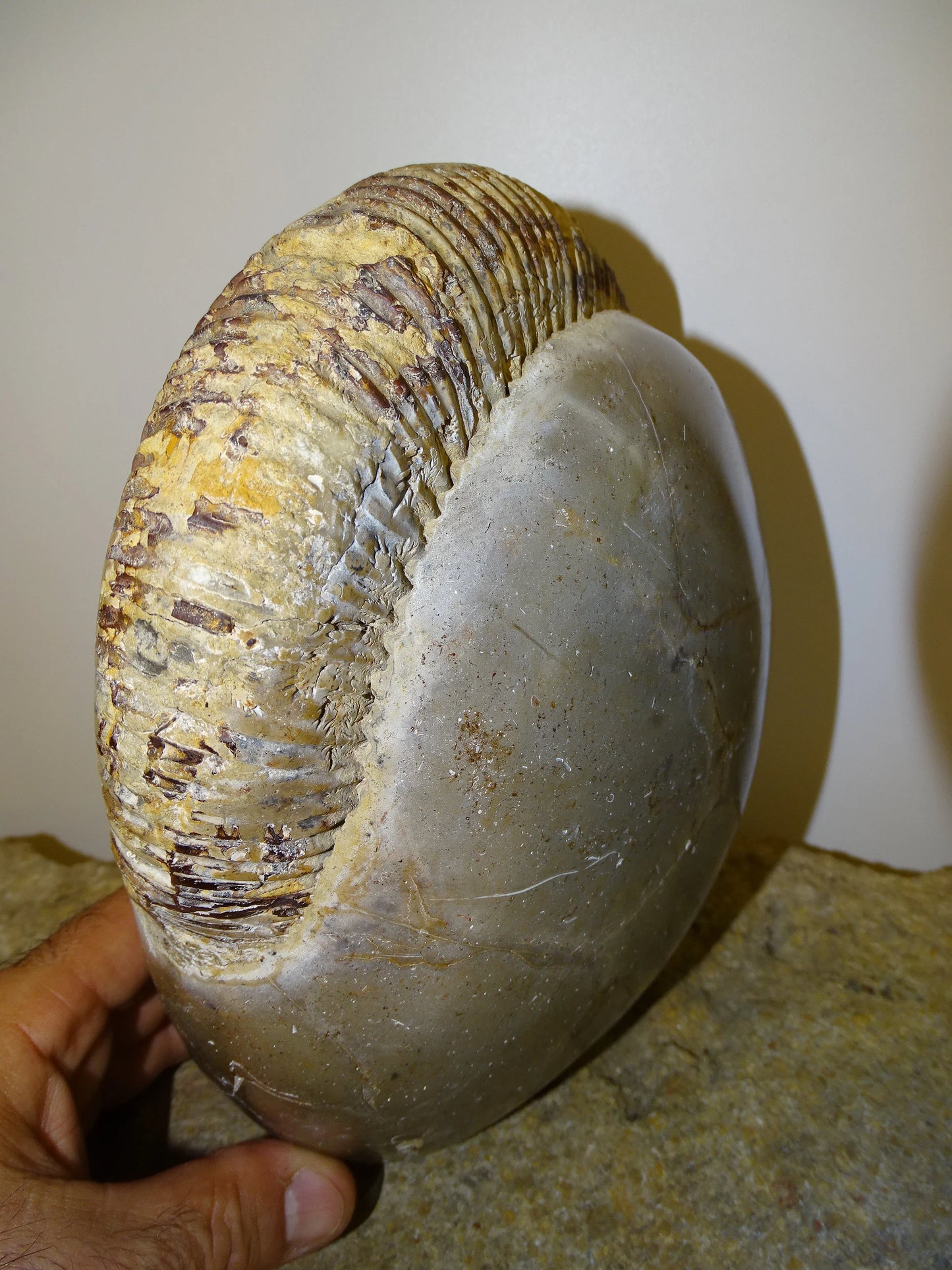 Fossile d'Ammonite dans de la Septaria, pièce unique de 20x20x10 centimètres, 7,7 kilogrammes. En provenance de Madagascar, très belle pièce de minéralogie ! Superbe !