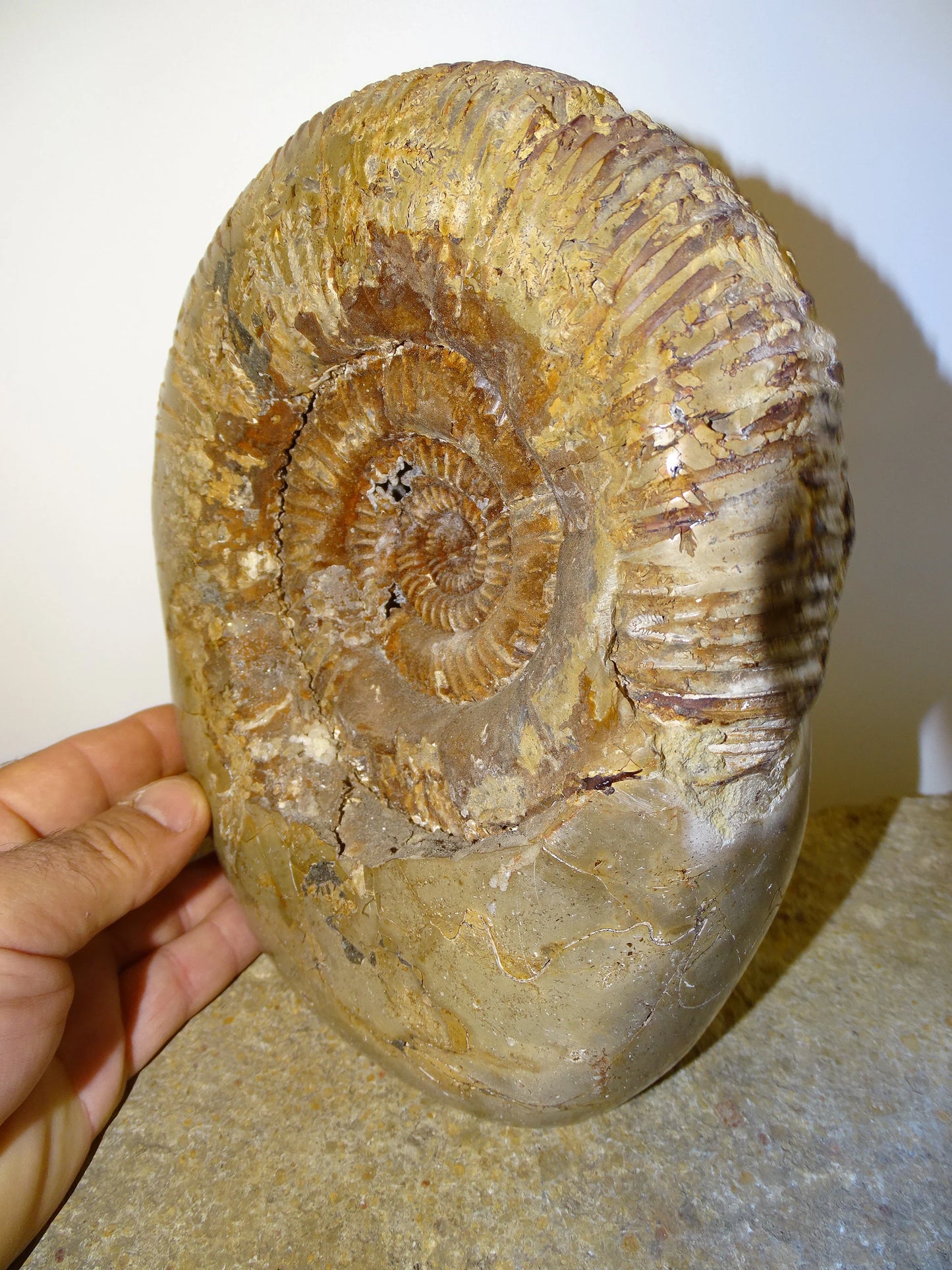 Fossile d'Ammonite dans de la Septaria, pièce unique de 20x20x10 centimètres, 7,7 kilogrammes. En provenance de Madagascar, très belle pièce de minéralogie ! Superbe !