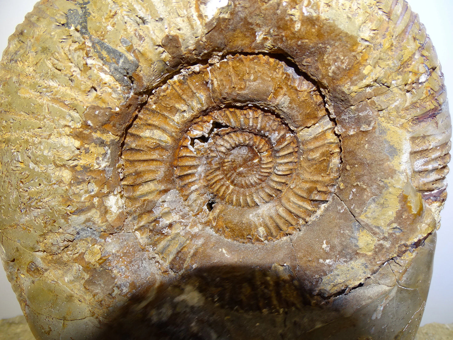 Fossile d'Ammonite dans de la Septaria, pièce unique de 20x20x10 centimètres, 7,7 kilogrammes. En provenance de Madagascar, très belle pièce de minéralogie ! Superbe !