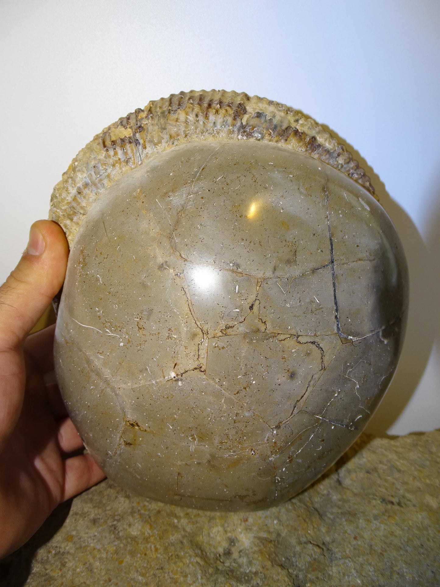 Fossile d'Ammonite dans de la Septaria, pièce unique de 20x20x10 centimètres, 7,7 kilogrammes. En provenance de Madagascar, très belle pièce de minéralogie ! Superbe !