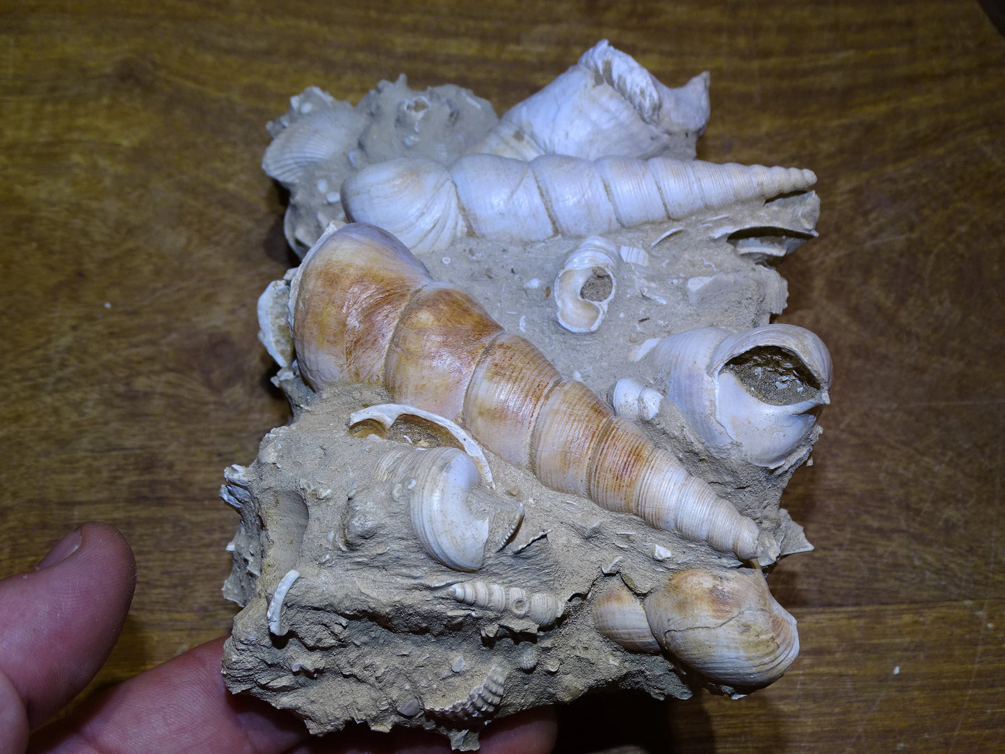 Coquillage de France (Mer des Faluns, Seine-et-Marne - 77). Amas/conglomérat de 13 × 18 × 7 cm, 656 grammes. Daté d’environ 1 million d’années !
