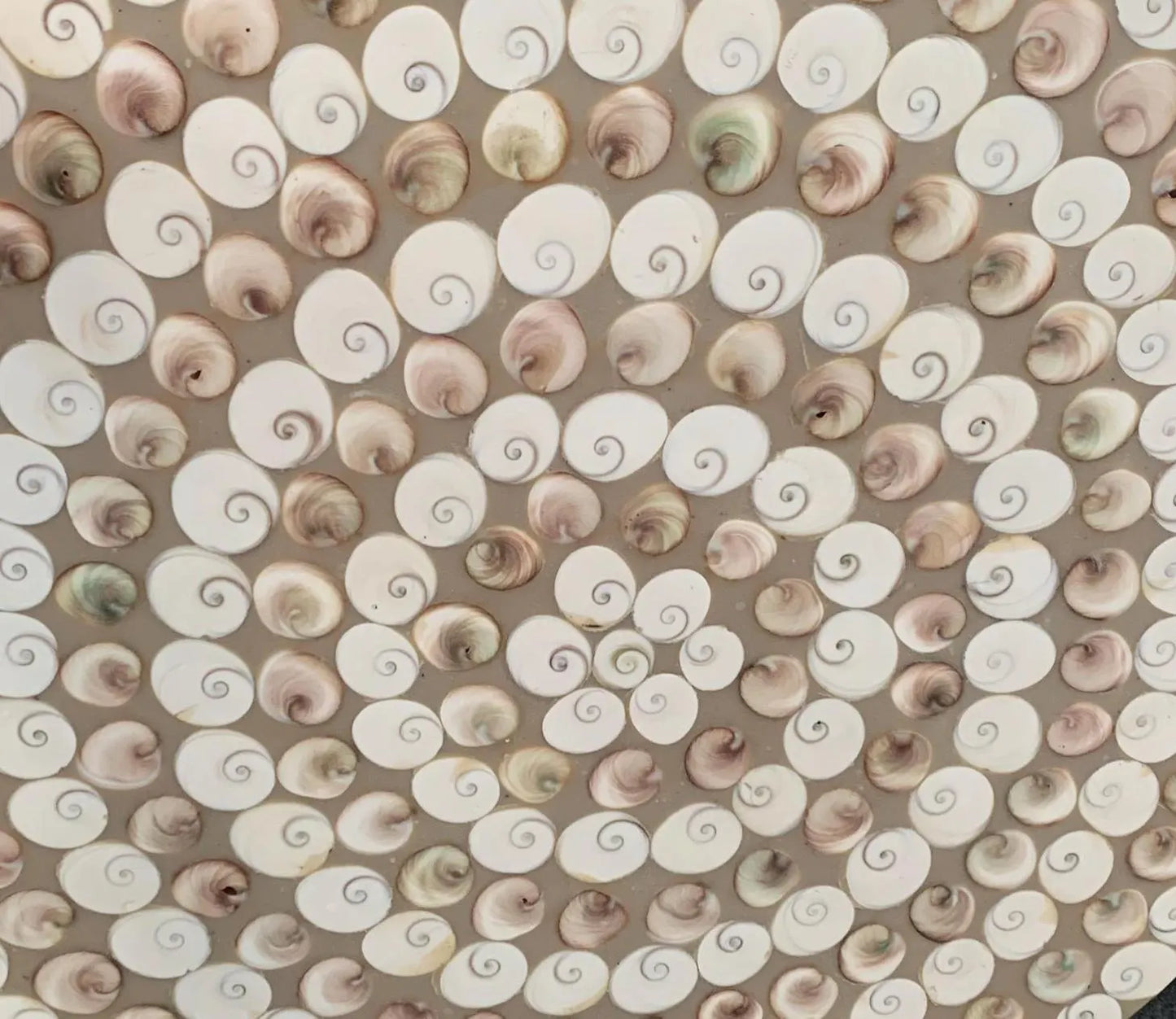 Table Ronde en coqullage d'oeil de Sanite-Lucie, 70 x 3 cm. Parfait pour fabriquer la table de vos rêves ou en décoration, exposition...