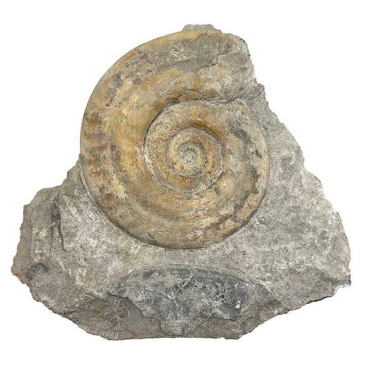 Ammonite de l'étage TOARCIEN, de 125 x 140 x 50 mm- 915 grammes. Parfait pour collection, exposition...