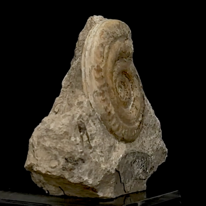 Ammonite de l'étage TOARCIEN, de 125 x 140 x 50 mm- 915 grammes. Parfait pour collection, exposition...