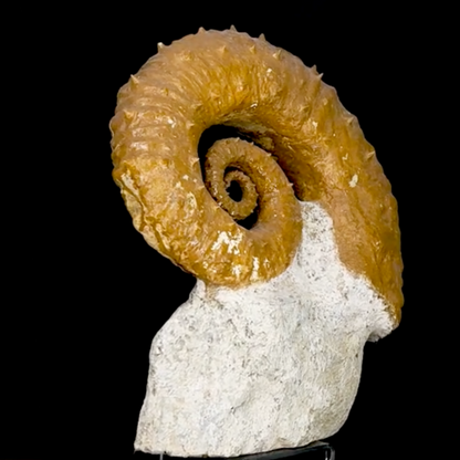 Ammonite déroulée du Crétacé, de 340 x 300 x 95 mm - 11,60 kilogrammes. Parfait pour collection, exposition...