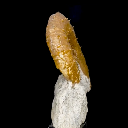 Ammonite déroulée du Crétacé, de 340 x 300 x 95 mm - 11,60 kilogrammes. Parfait pour collection, exposition...