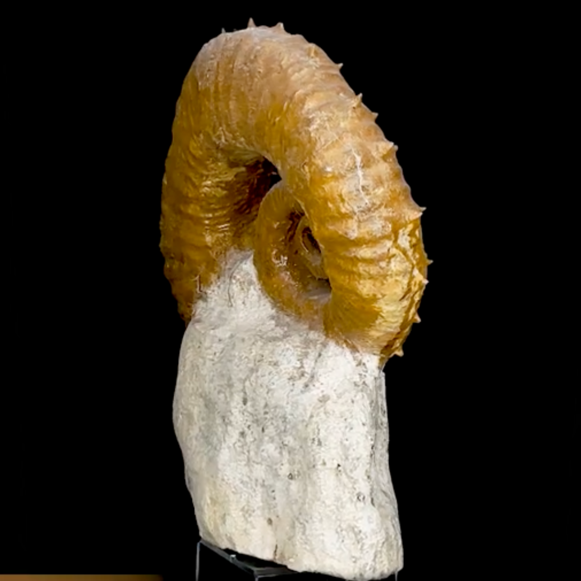 Ammonite déroulée du Crétacé, de 340 x 300 x 95 mm - 11,60 kilogrammes. Parfait pour collection, exposition...