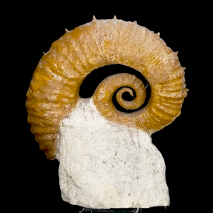 Ammonite déroulée du Crétacé, de 340 x 300 x 95 mm - 11,60 kilogrammes. Parfait pour collection, exposition...