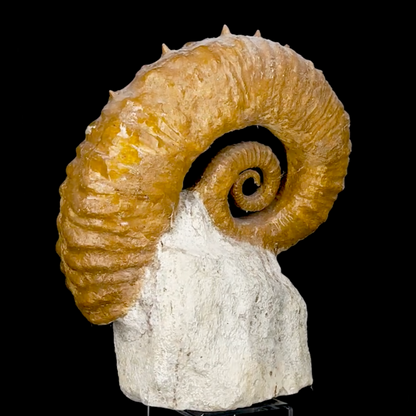 Ammonite déroulée du Crétacé, de 340 x 300 x 95 mm - 11,60 kilogrammes. Parfait pour collection, exposition...