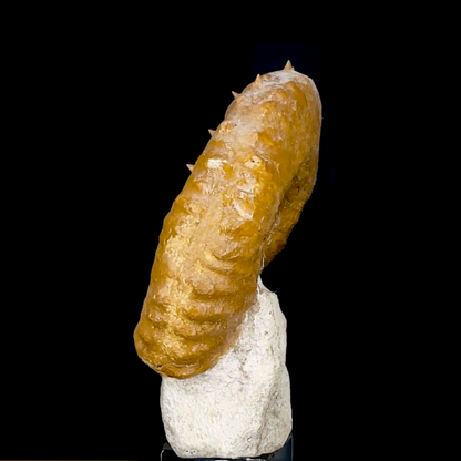 Ammonite déroulée du Crétacé, de 340 x 300 x 95 mm - 11,60 kilogrammes. Parfait pour collection, exposition...