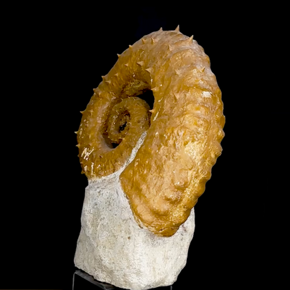 Ammonite déroulée du Crétacé, de 340 x 300 x 95 mm - 11,60 kilogrammes. Parfait pour collection, exposition...