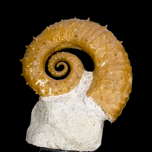 Ammonite déroulée du Crétacé, de 340 x 300 x 95 mm - 11,60 kilogrammes. Parfait pour collection, exposition...