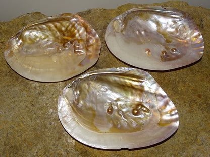 Huitre perlière avec perlages en formation en fond de coquille. Très belles couleurs nacrées ! 15 à 16 centimètres - 110 grammes - Magnifique pièce !