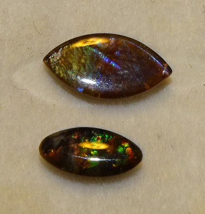 Ammolites 'véritables', 2 pièces au choix de 0,9x0,4x0,1 et 12x0,5x0,2 mm, magnifiques reflets multicolores, très belles pièces, parfait en bijouterie, collection ,exposition...