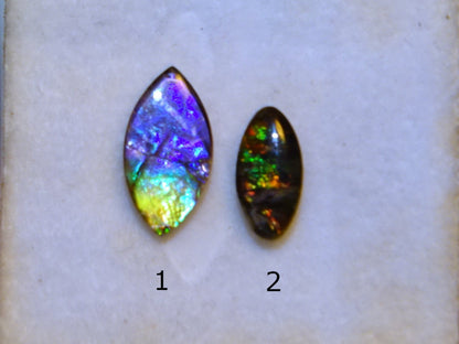 Ammolites 'véritables', 2 pièces au choix de 0,9x0,4x0,1 et 12x0,5x0,2 mm, magnifiques reflets multicolores, très belles pièces, parfait en bijouterie, collection ,exposition...