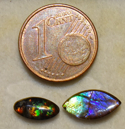 Ammolites 'véritables', 2 pièces au choix de 0,9x0,4x0,1 et 12x0,5x0,2 mm, magnifiques reflets multicolores, très belles pièces, parfait en bijouterie, collection ,exposition...