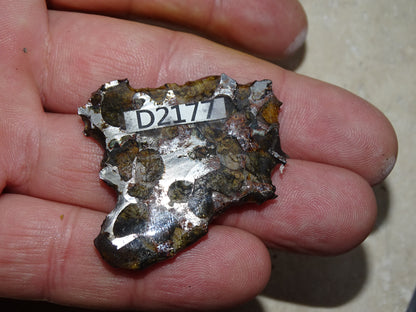 Sélection de météorites Pallasites Sericho, de 6 à 40 gr. Se distinguent par la présence de gros cristaux d'olivine en inclusion dans la matrice, magnifique !