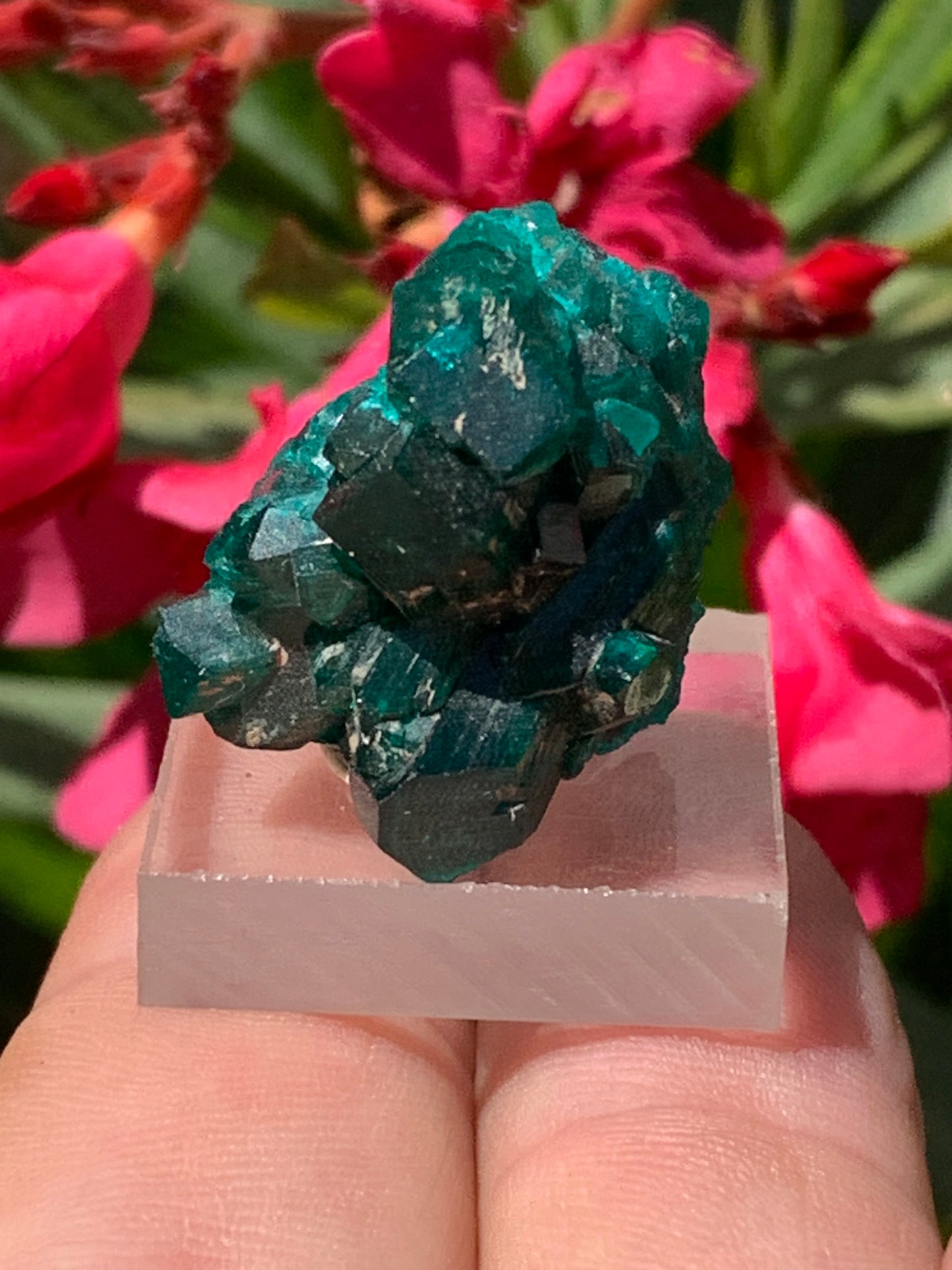 Dioptase, spécimen cristalisé de 24mm x 21 x 21 - 10 grammes ! Rare et puissante en minéralogie et lithothérapie !