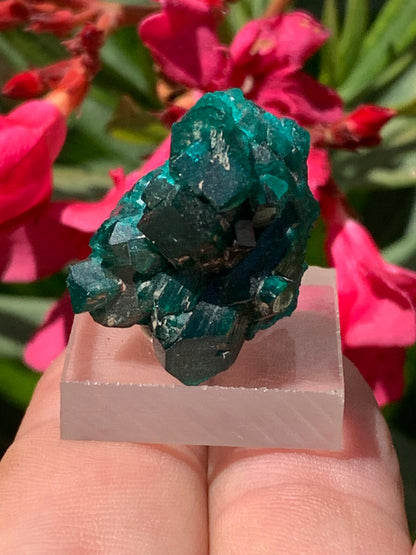 Dioptase, spécimen cristalisé de 24mm x 21 x 21 - 10 grammes ! Rare et puissante en minéralogie et lithothérapie !