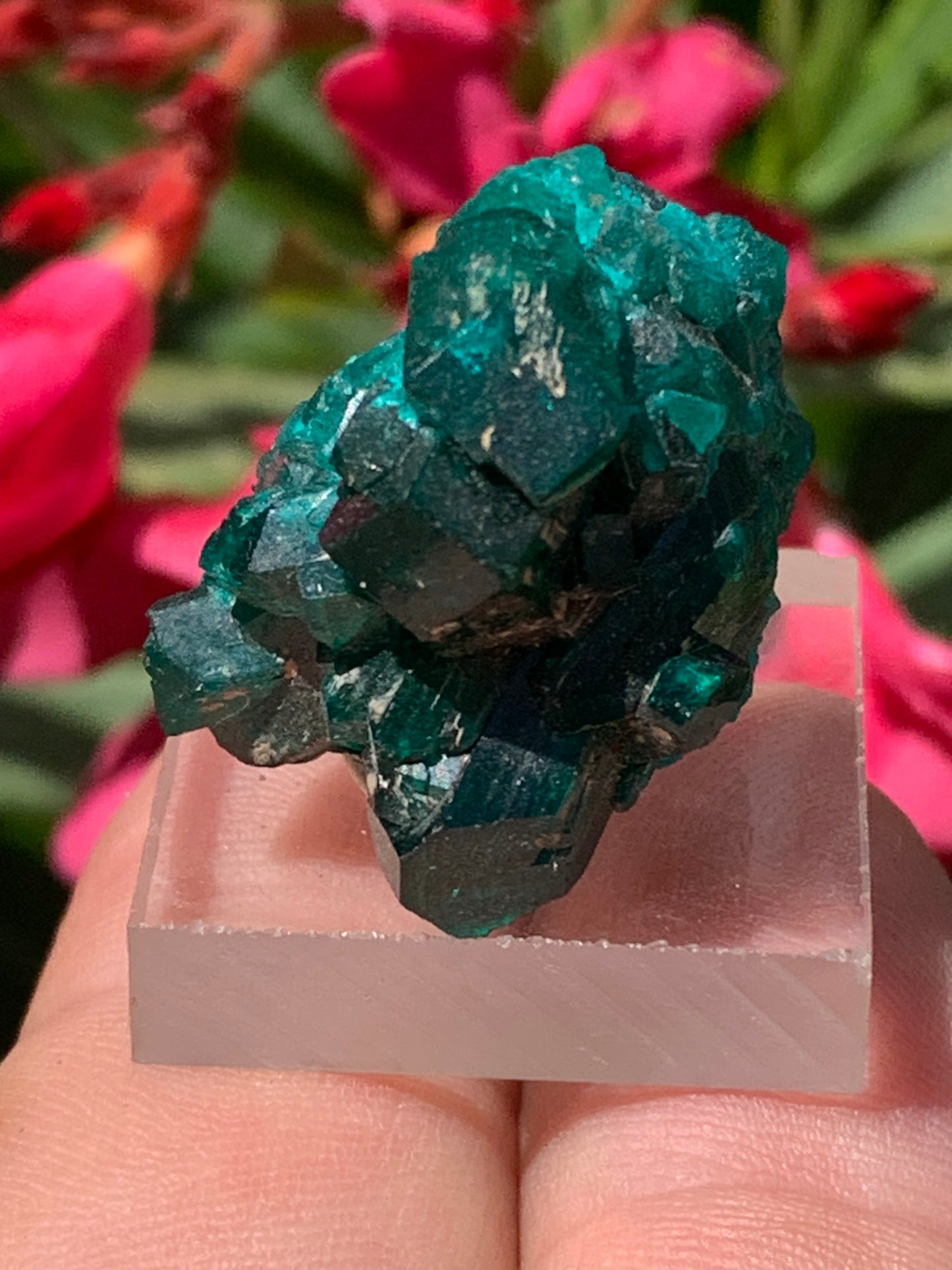 Dioptase, spécimen cristalisé de 24mm x 21 x 21 - 10 grammes ! Rare et puissante en minéralogie et lithothérapie !