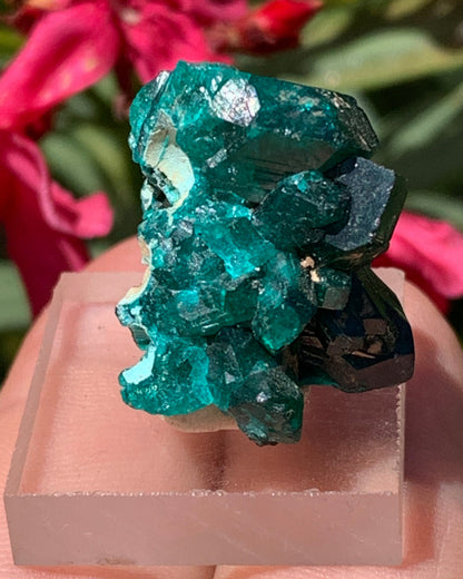 Dioptase, spécimen cristalisé de 24mm x 21 x 21 - 10 grammes ! Rare et puissante en minéralogie et lithothérapie !