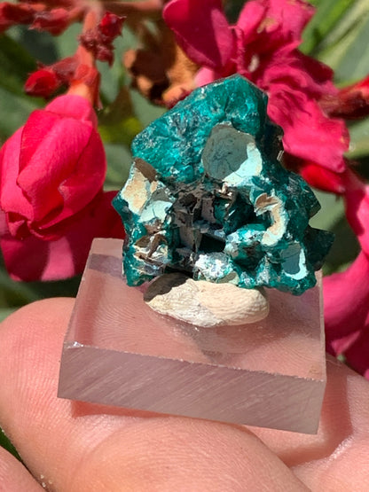Dioptase, spécimen cristalisé de 24mm x 21 x 21 - 10 grammes ! Rare et puissante en minéralogie et lithothérapie !
