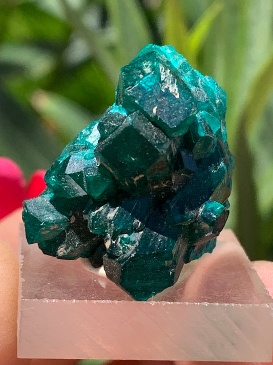 Dioptase, spécimen cristalisé de 24mm x 21 x 21 - 10 grammes ! Rare et puissante en minéralogie et lithothérapie !