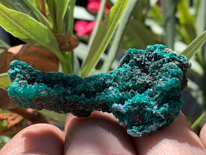 Dioptase, spécimen cristalisé de 52mm x 36 x 24 - 16 grammes ! Rare et puissante en minéralogie et lithothérapie !