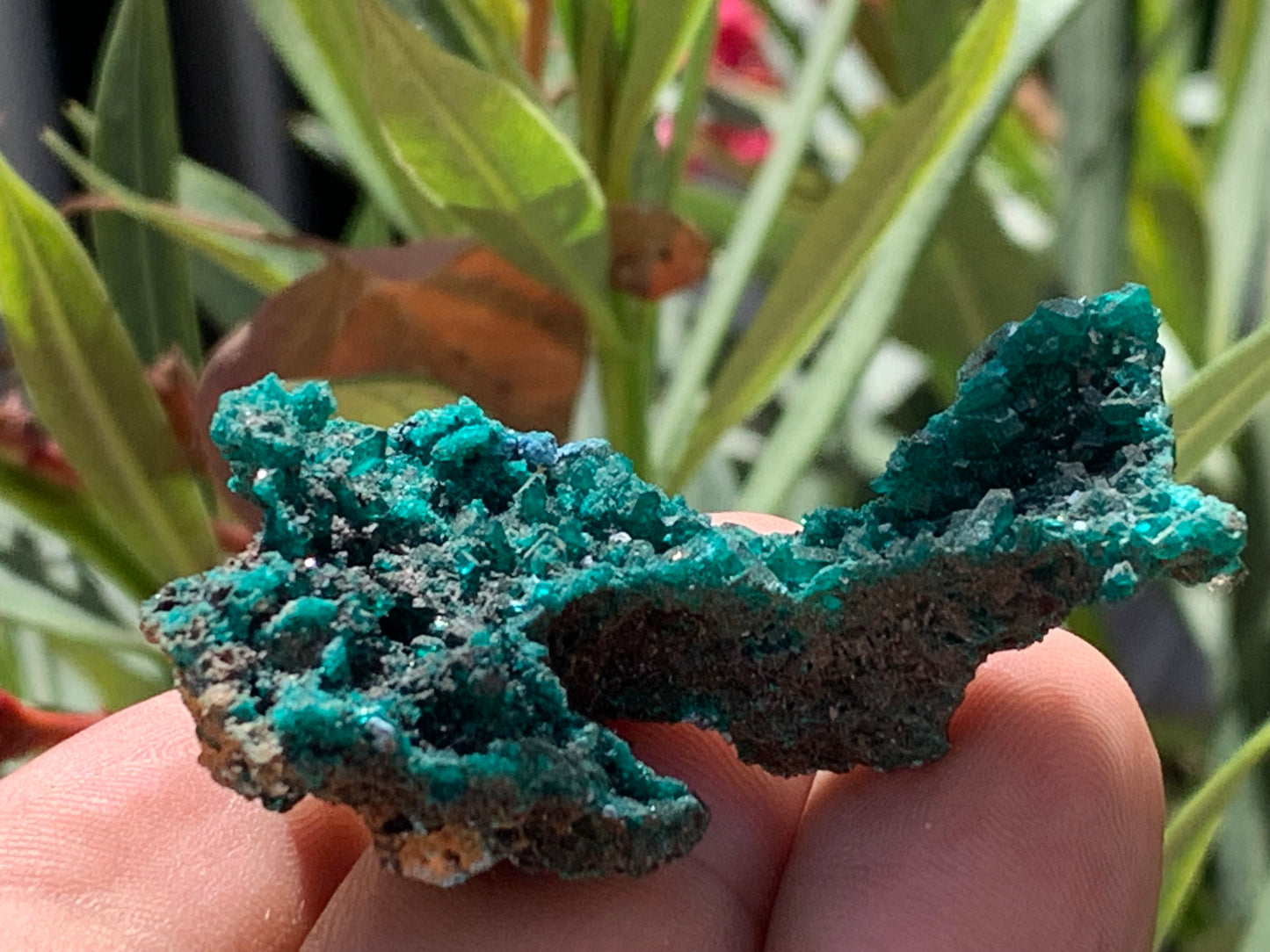 Dioptase, spécimen cristalisé de 52mm x 36 x 24 - 16 grammes ! Rare et puissante en minéralogie et lithothérapie !