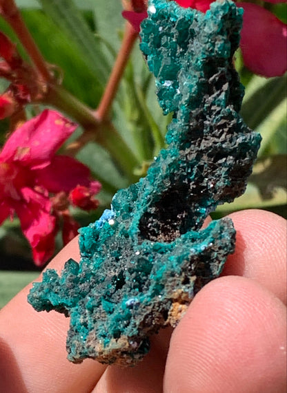 Dioptase, spécimen cristalisé de 52mm x 36 x 24 - 16 grammes ! Rare et puissante en minéralogie et lithothérapie !