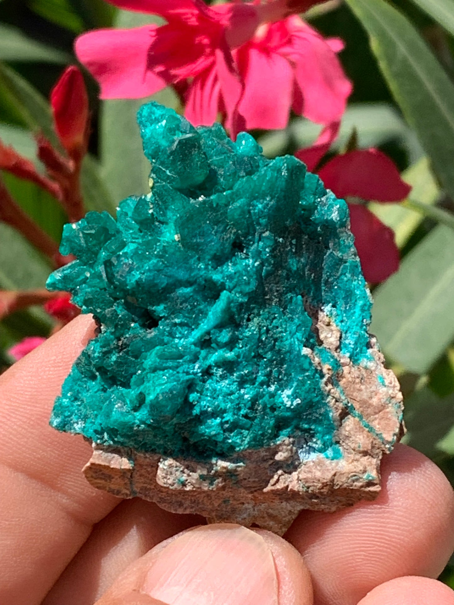 Dioptase, spécimen cristalisé de 52mm x 42 x 17 - 31 grammes ! Rare et puissante en minéralogie et lithothérapie !