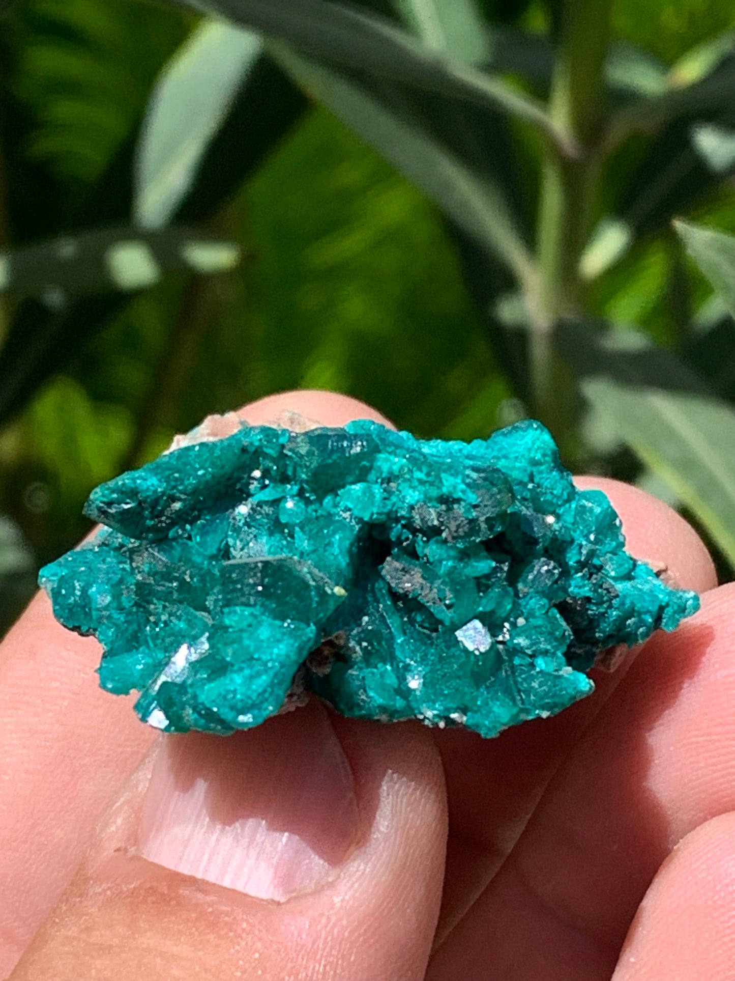 Dioptase, spécimen cristalisé de 52mm x 42 x 17 - 31 grammes ! Rare et puissante en minéralogie et lithothérapie !