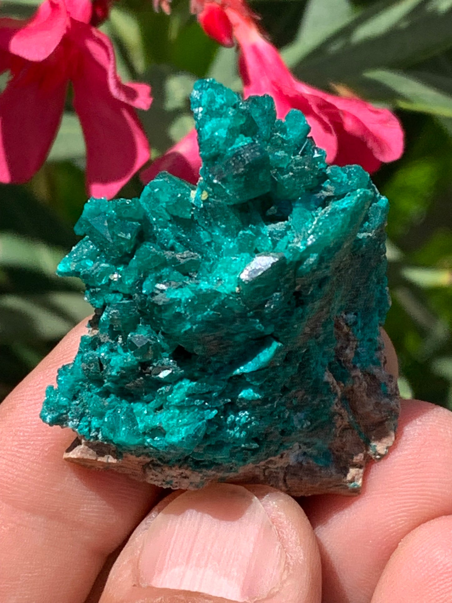 Dioptase, spécimen cristalisé de 52mm x 42 x 17 - 31 grammes ! Rare et puissante en minéralogie et lithothérapie !