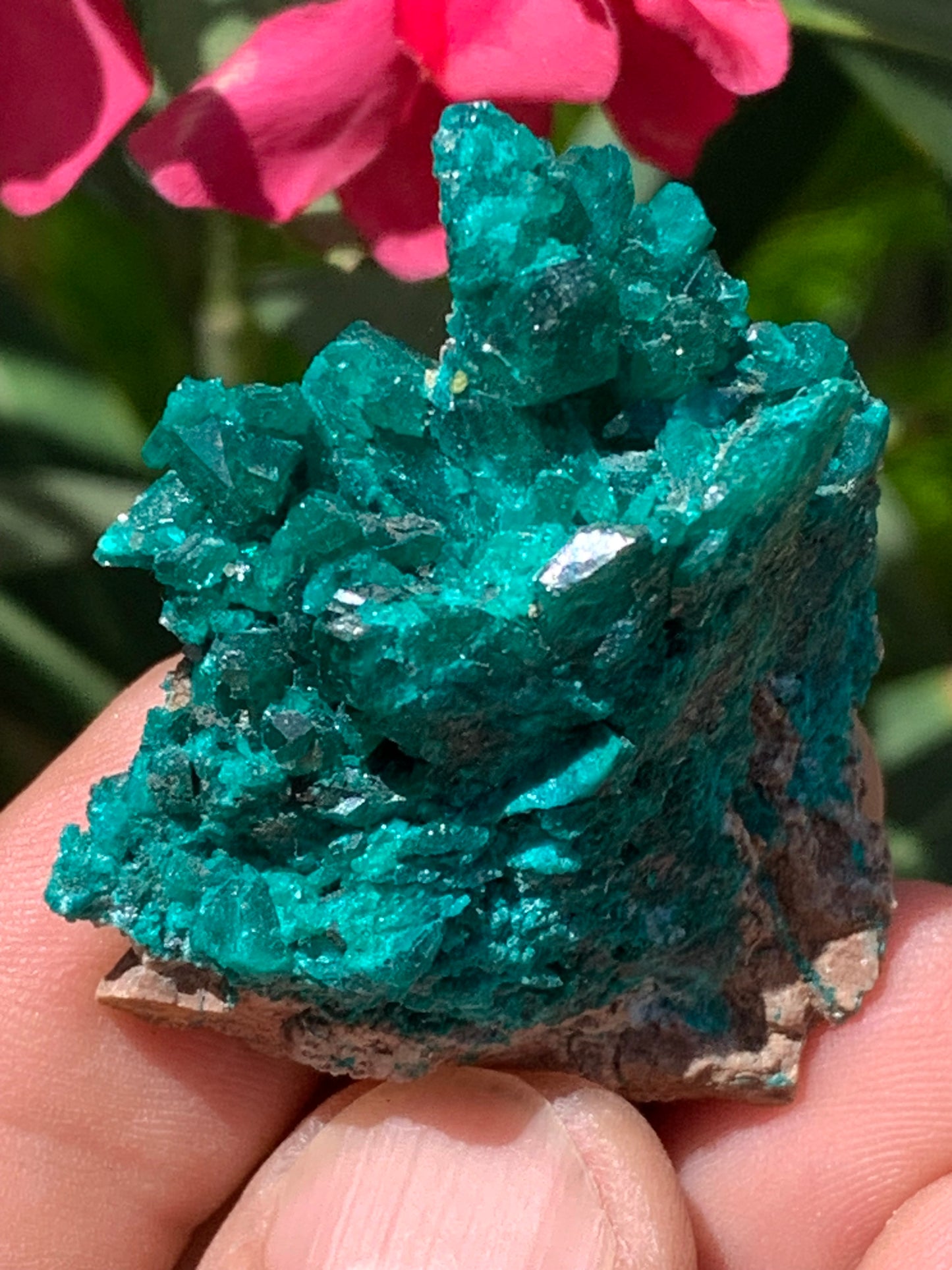 Dioptase, spécimen cristalisé de 52mm x 42 x 17 - 31 grammes ! Rare et puissante en minéralogie et lithothérapie !