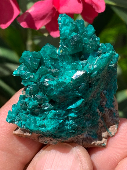 Dioptase, spécimen cristalisé de 52mm x 42 x 17 - 31 grammes ! Rare et puissante en minéralogie et lithothérapie !
