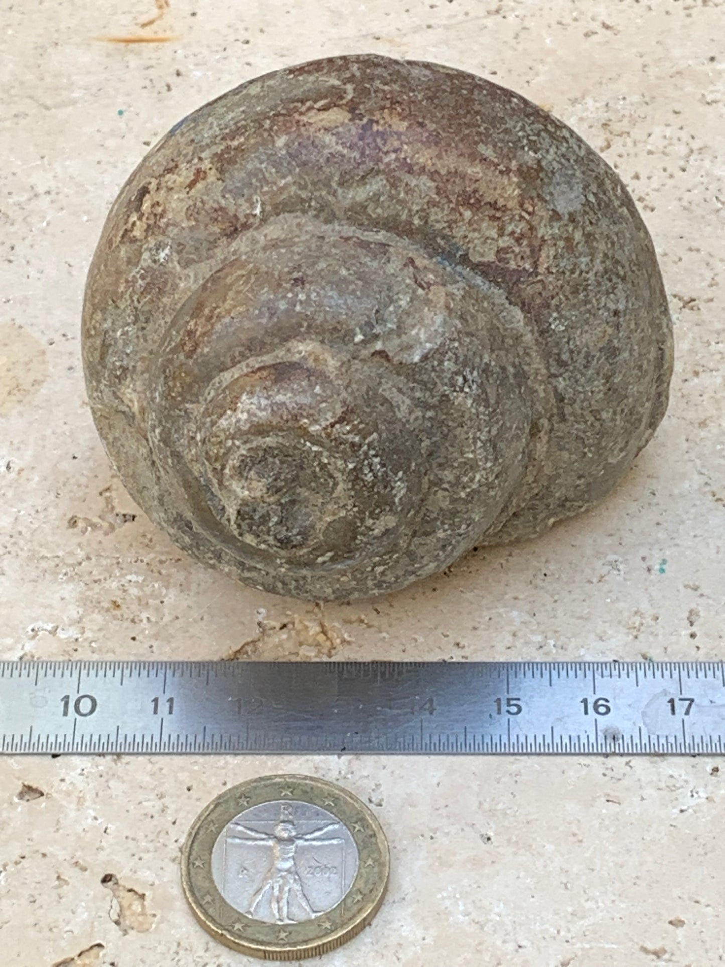 Escargot des Alpes fossilisé de taille XL (rare), 70x60x58 mm - 273 gr. Parfait pour collection, exposition...