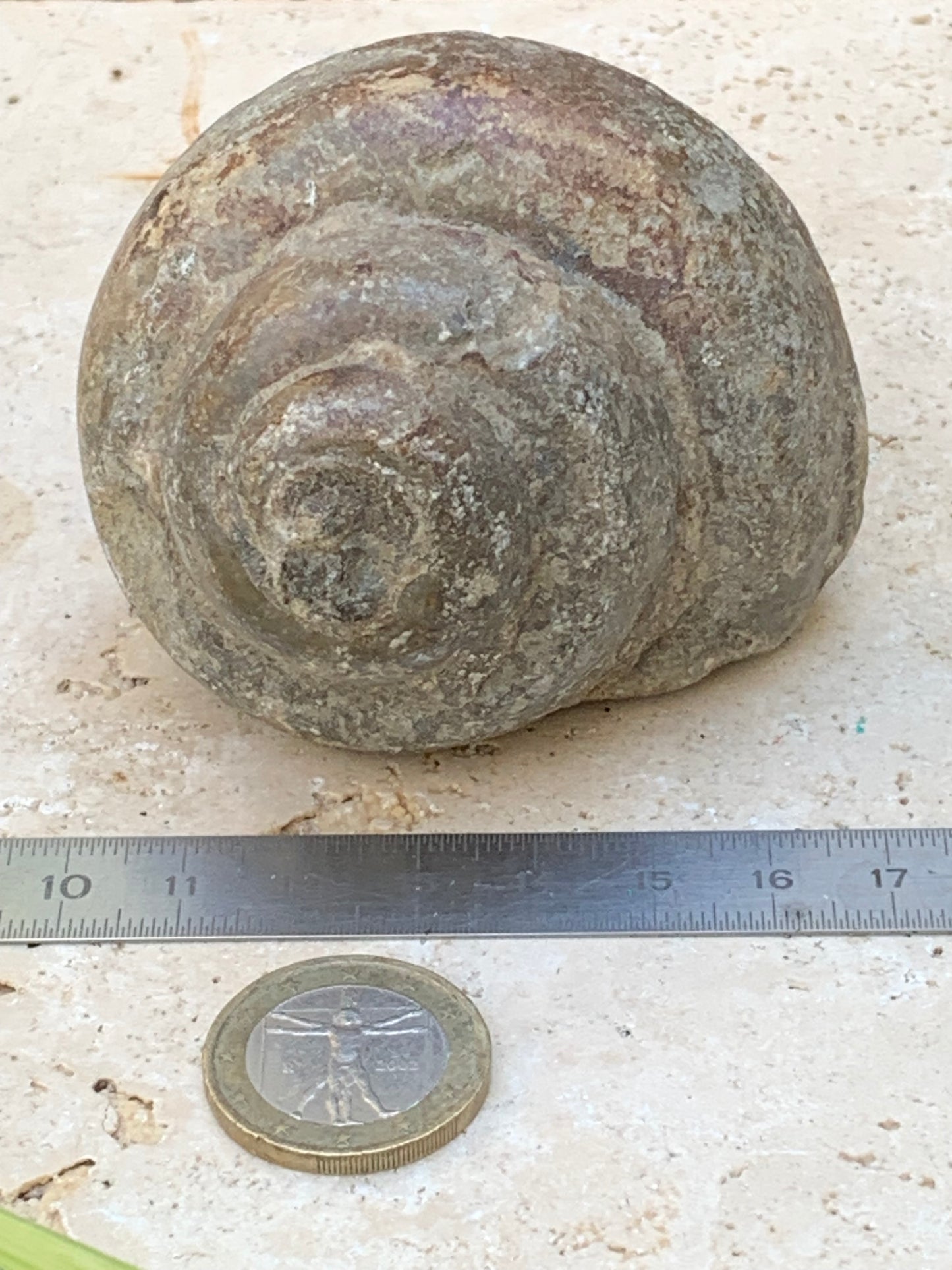 Escargot des Alpes fossilisé de taille XL (rare), 70x60x58 mm - 273 gr. Parfait pour collection, exposition...