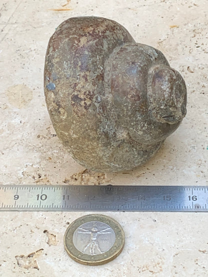 Escargot des Alpes fossilisé de taille XL (rare), 70x60x58 mm - 273 gr. Parfait pour collection, exposition...