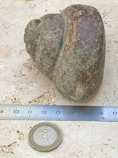 Escargot des Alpes fossilisé de taille XL (rare), 70x60x58 mm - 273 gr. Parfait pour collection, exposition...