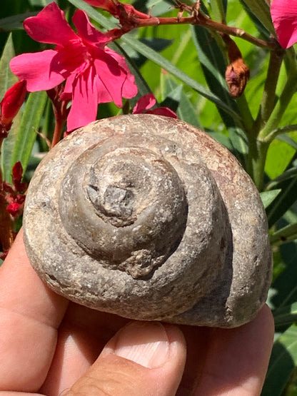Escargot des Alpes fossilisé de taille XL (rare), 70x60x58 mm - 273 gr. Parfait pour collection, exposition...