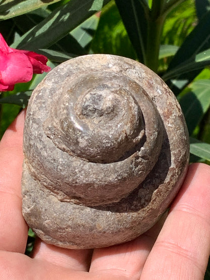 Escargot des Alpes fossilisé de taille XL (rare), 70x60x58 mm - 273 gr. Parfait pour collection, exposition...
