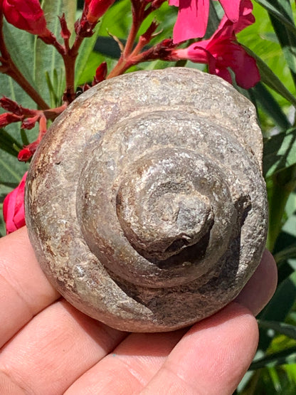 Escargot des Alpes fossilisé de taille XL (rare), 70x60x58 mm - 273 gr. Parfait pour collection, exposition...