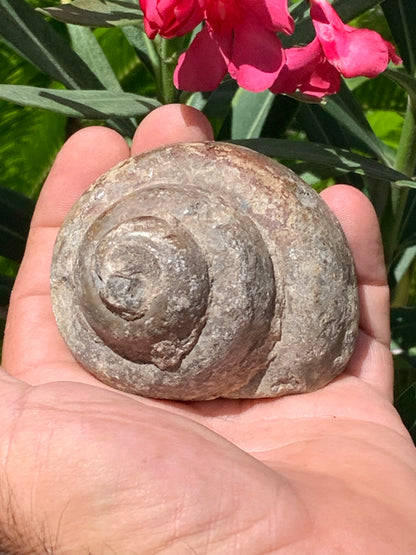 Escargot des Alpes fossilisé de taille XL (rare), 70x60x58 mm - 273 gr. Parfait pour collection, exposition...