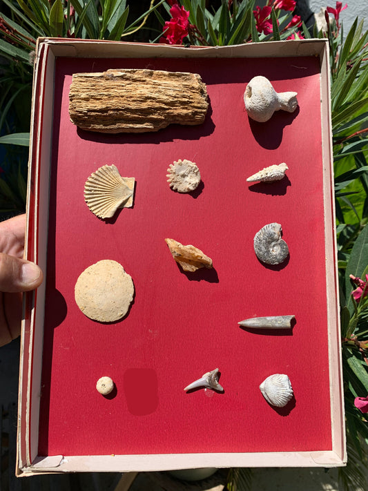Fossiles de France*, coffret collection avec description de 12 pièces. Parfait pour collection, exposition...