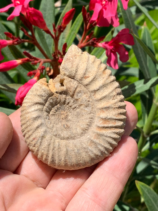 Ammonite dîtes 'Tracteur' de France, de 67mm x 55 x 22 - 92,2 grammes. Parfait pour collection, exposition...